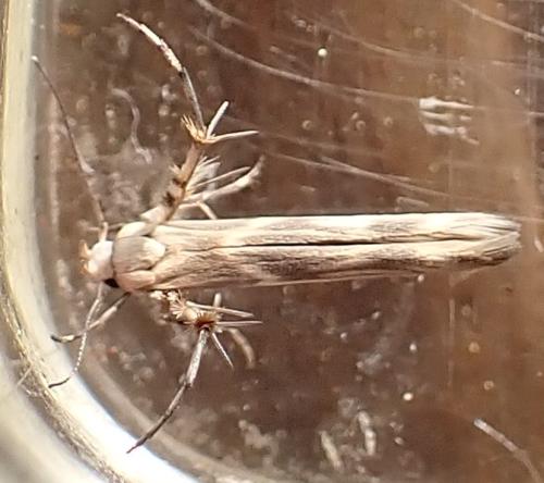 Palumbina guerinii